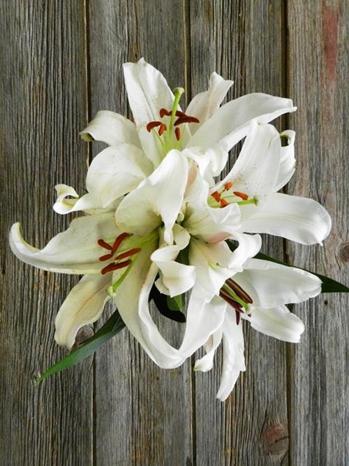 ZAMBESI WHITE OT HYBRID ORIENTAL LILIES